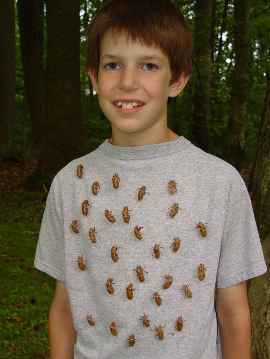 17-yr Cicadas on James at Iron Hill in Newark, DE in May of 2004 - photography by Jim White