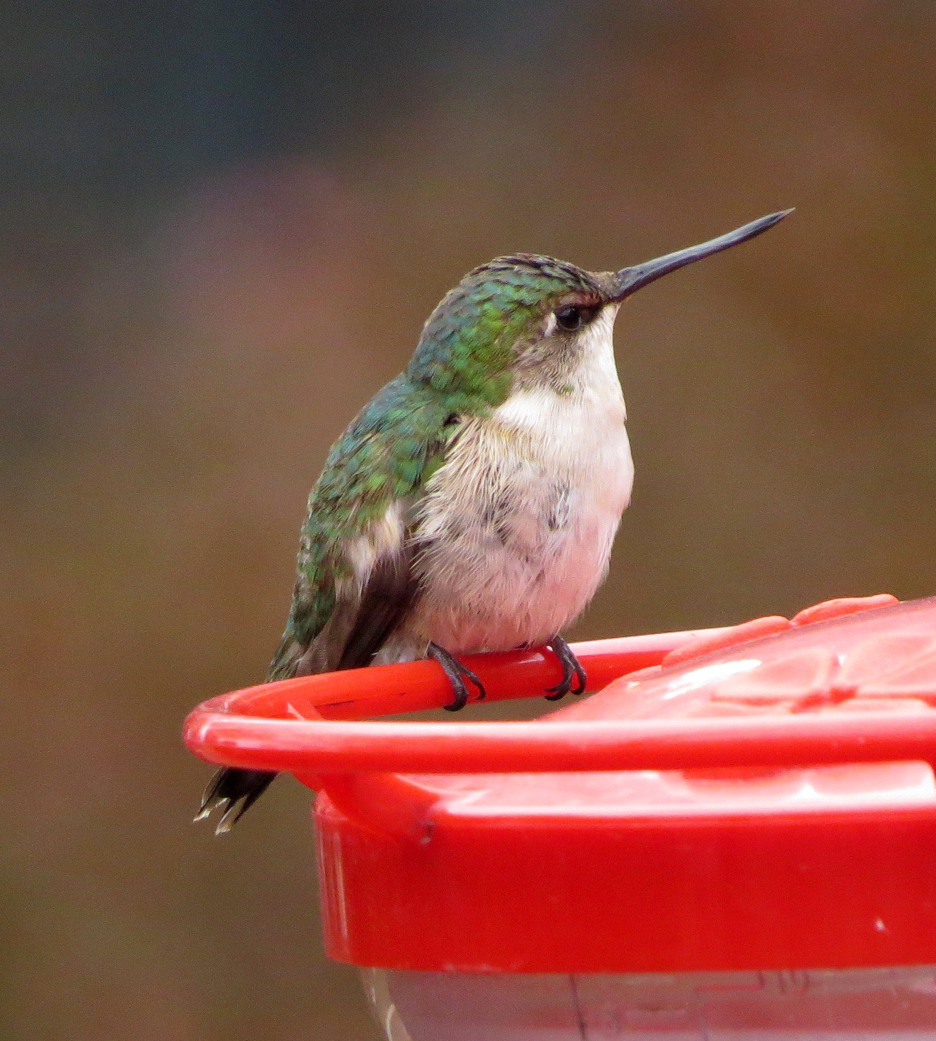 Ruby Throated Hummingbird at Ashland Nature Center This Summer