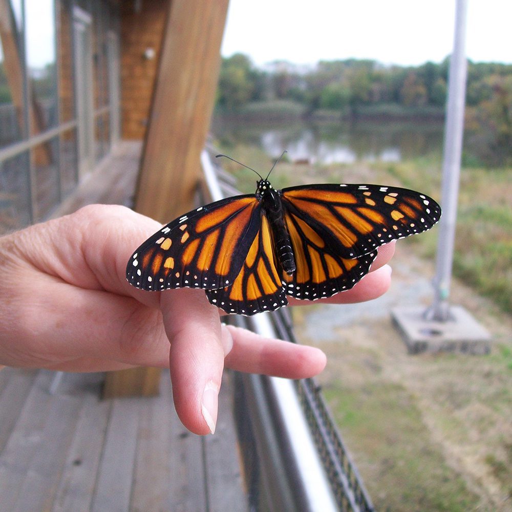 DEEC Monarch Butterfly by John Harrod
