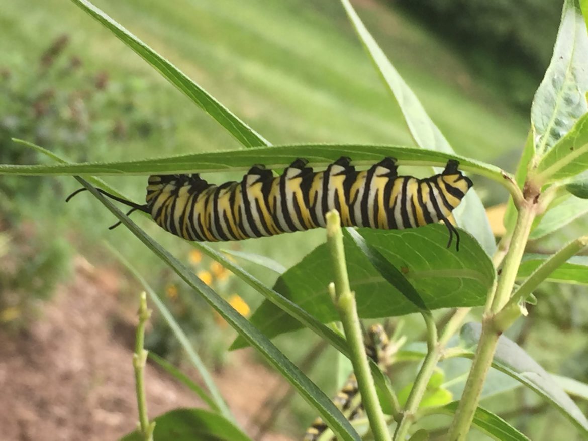 Monarch Caterpillars - Photography by Deb Vickery