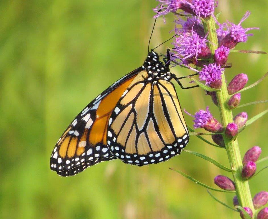 Monarch Butterfly at Ashland Nature Center