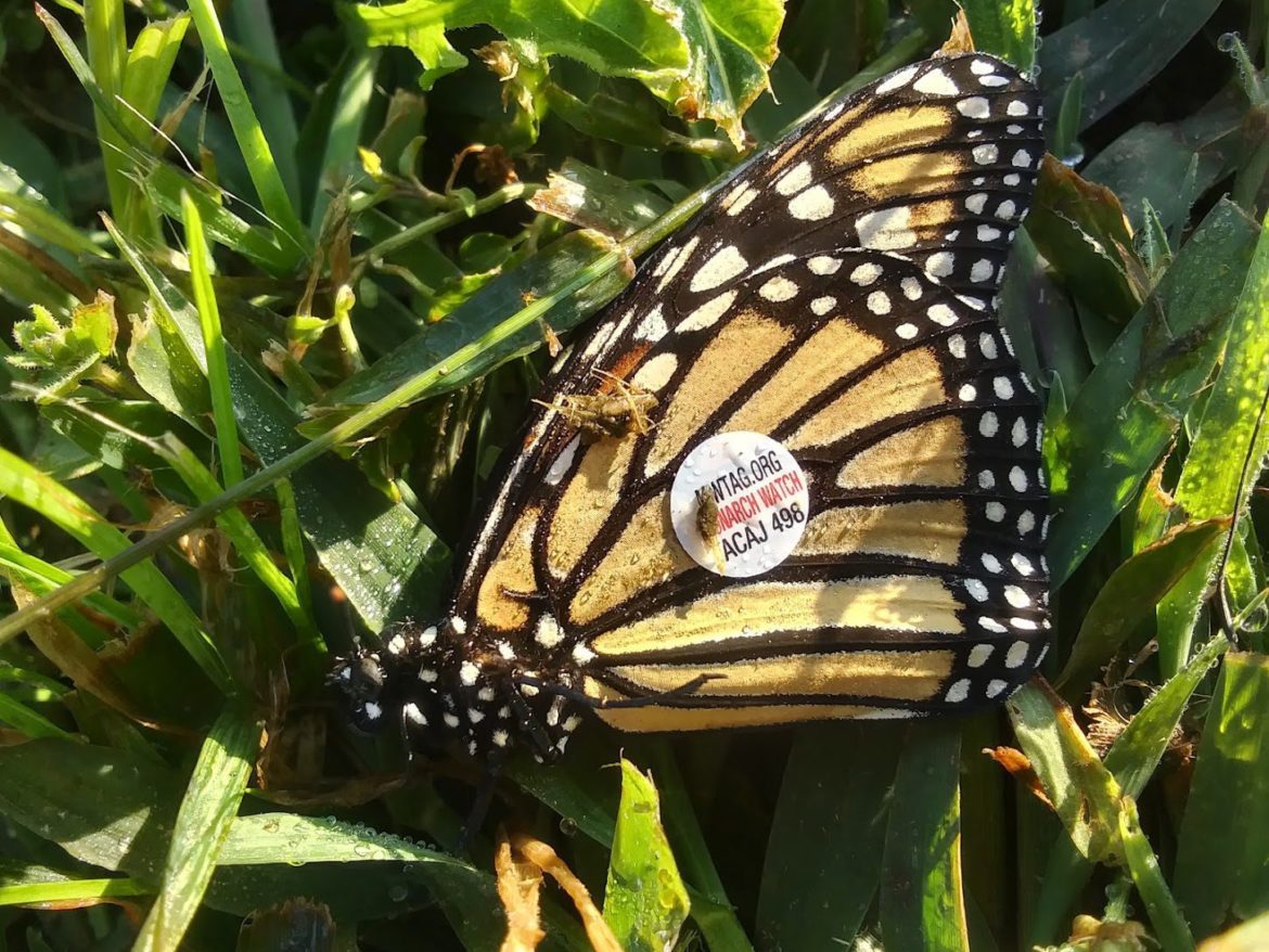 Adult monarch butterfly with coded wing tag sticker
