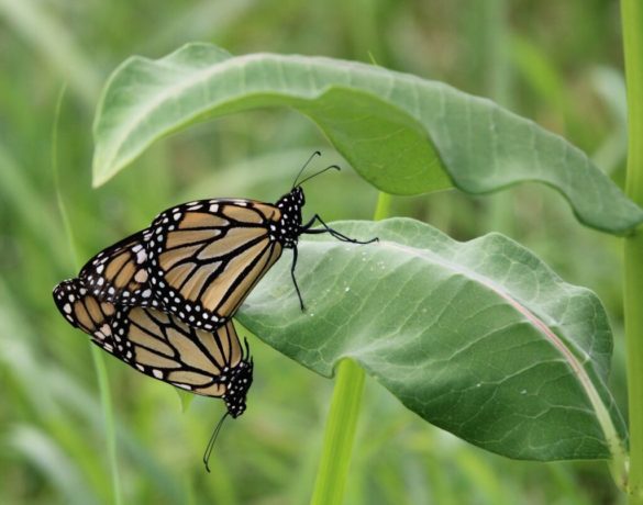 Monarch butterfly pair on Milkweed
