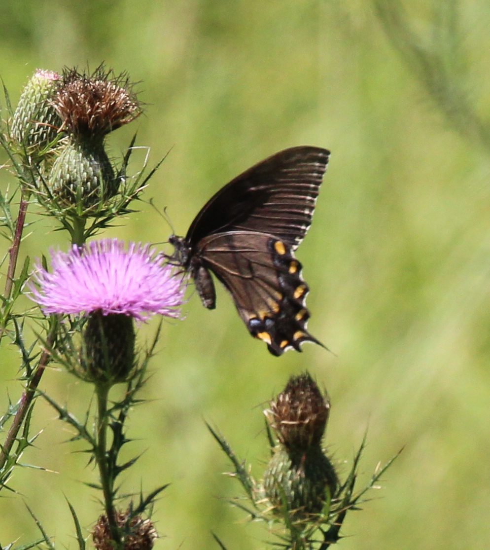 Dark Phase female Tiger Swallotail