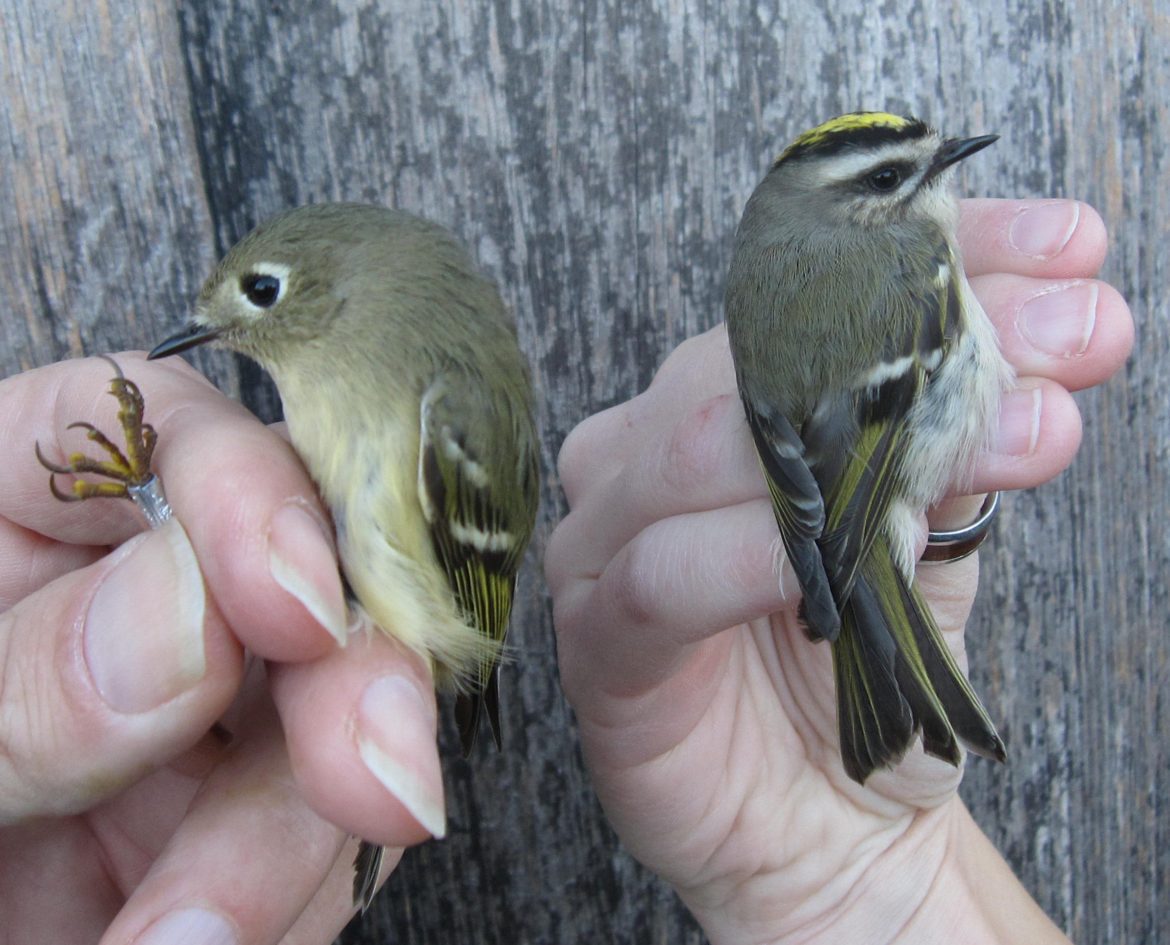 Kinglet