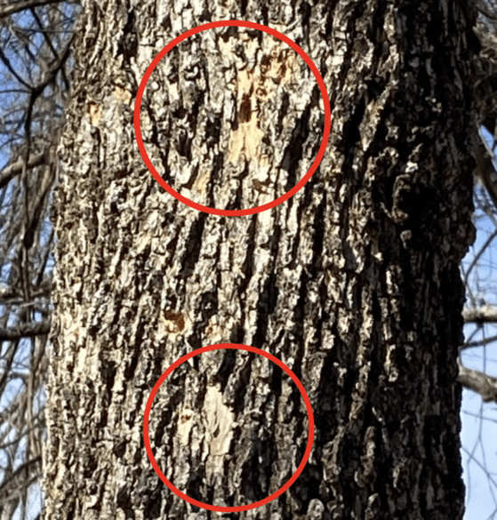 Woodpecker and Emerald Ash borer damage to ash tree