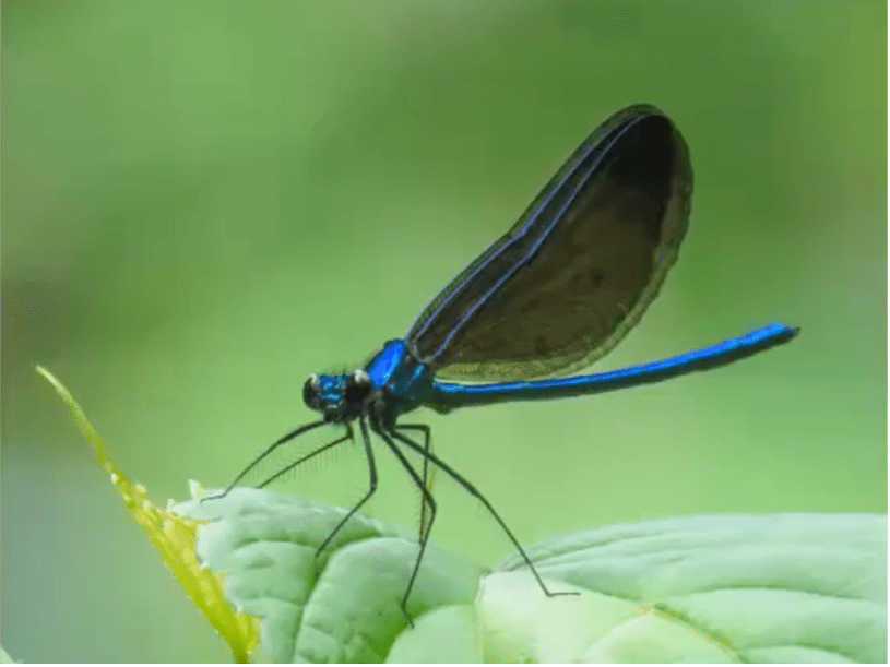 Adult Ebony Jewelwing damselfly