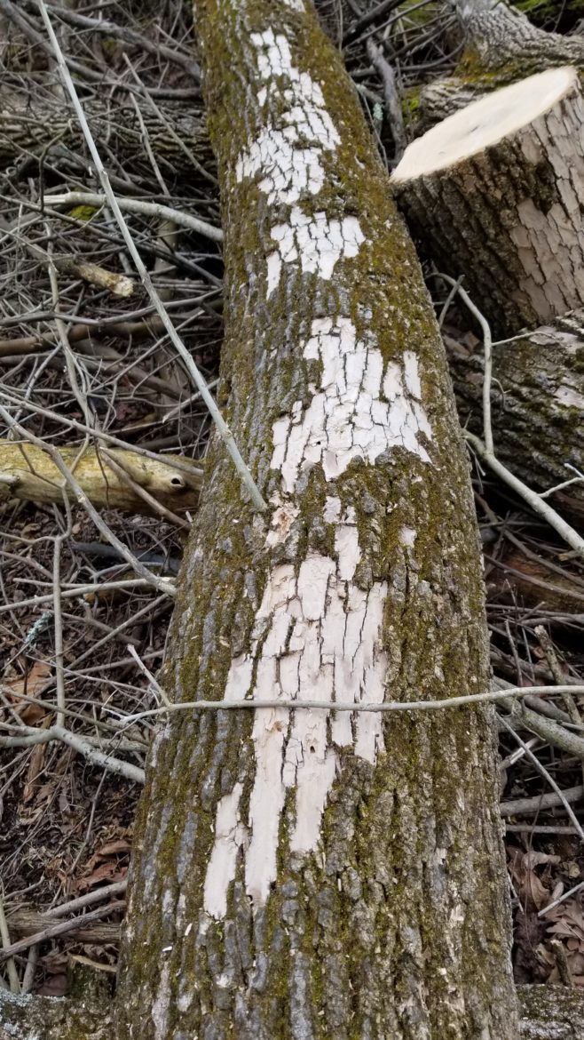 Woodpeckers eat Emerald Ash Borer larva, and will scale the bark off Ash to get at them. 
