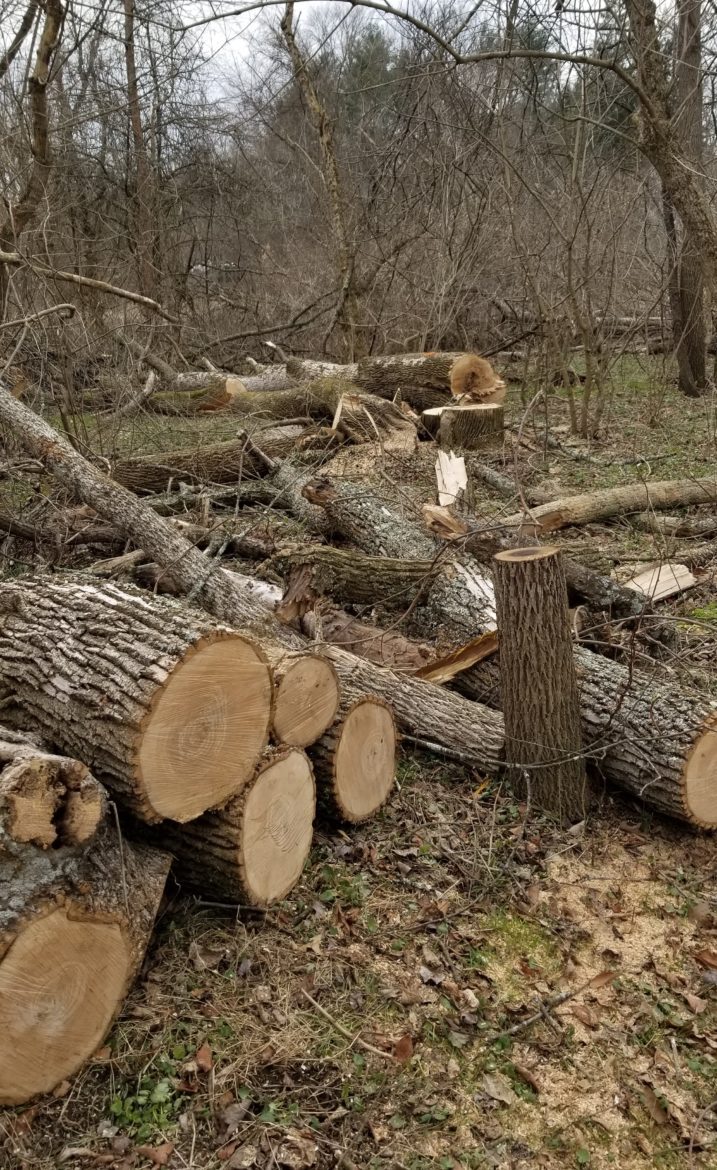 Dead Ash trees that have been cut down at Ashland due to an infestation of Emerald Ash Borer.