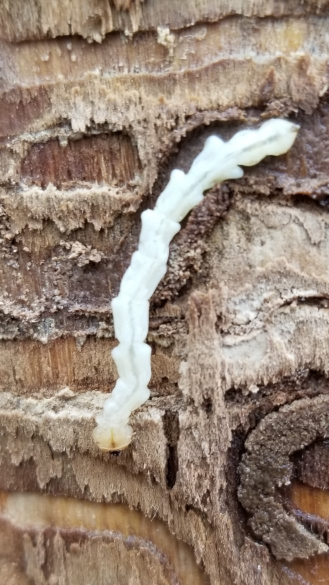 Emerald Ash Borer Larva.