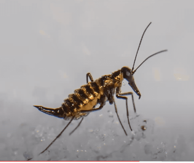 Female Scorpion Fly