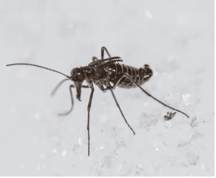 Male Scorpion Fly