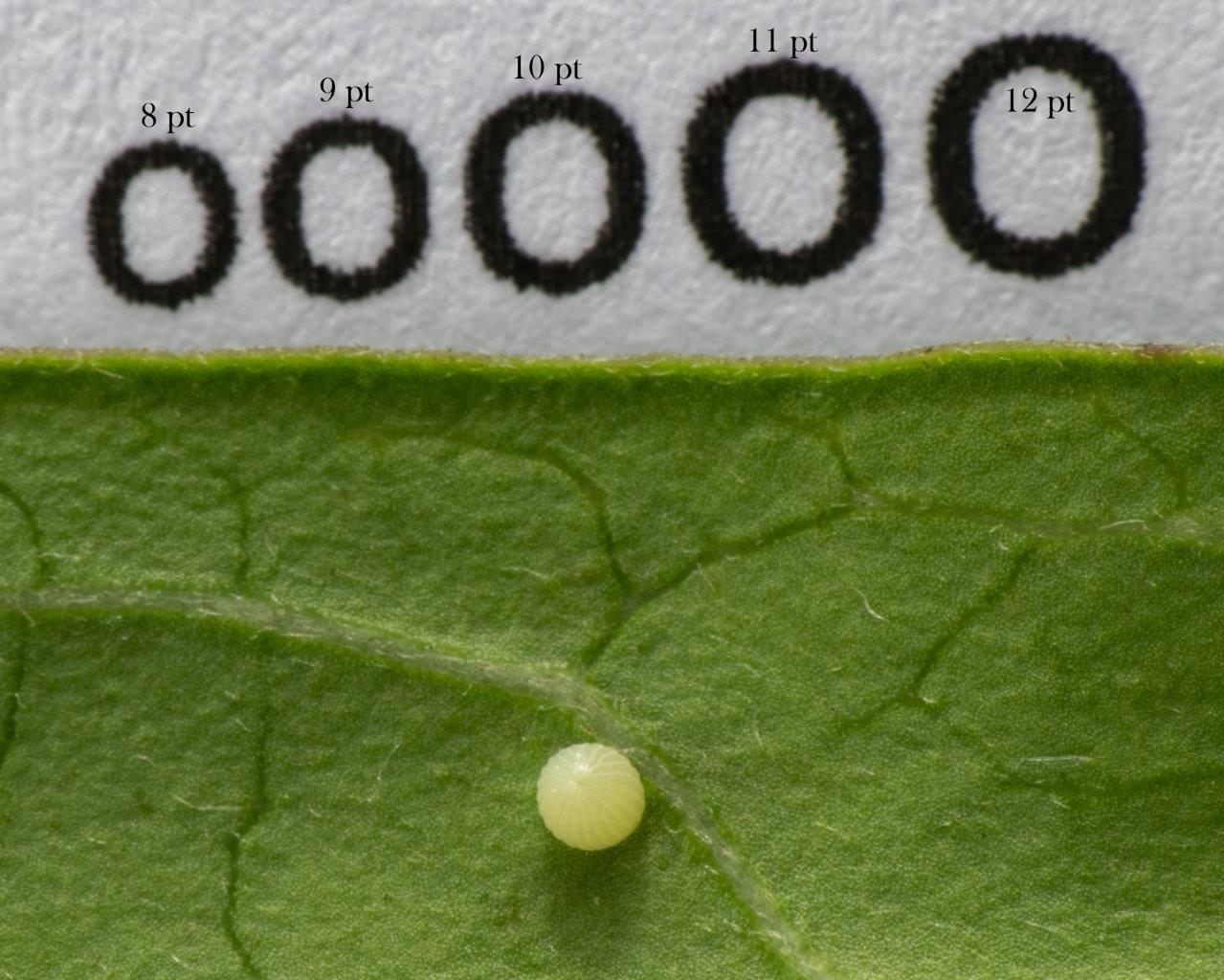 A Monarch egg (photo by Hank Davis)