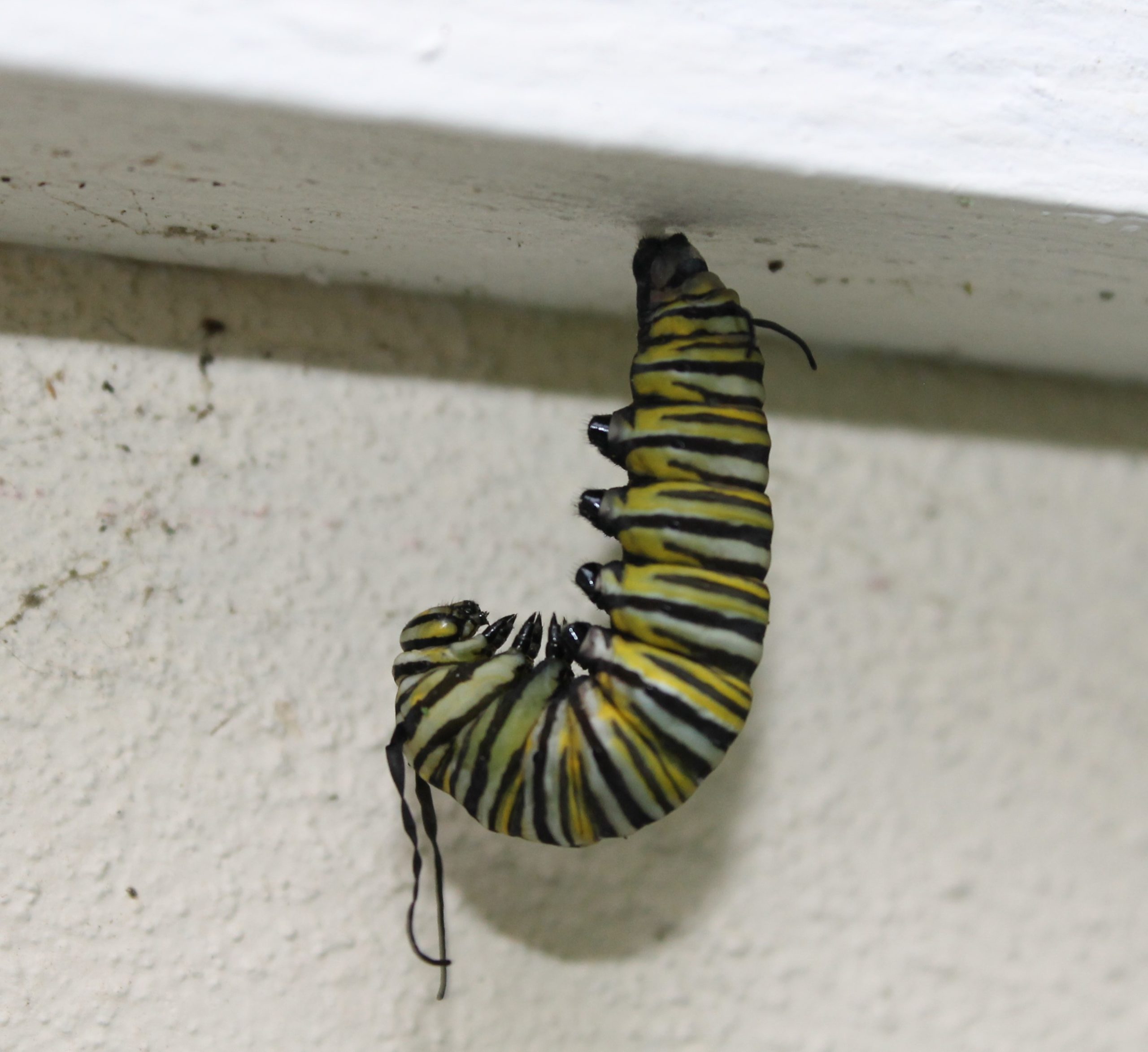 A Monarch Butterfly caterpillar about to pupate