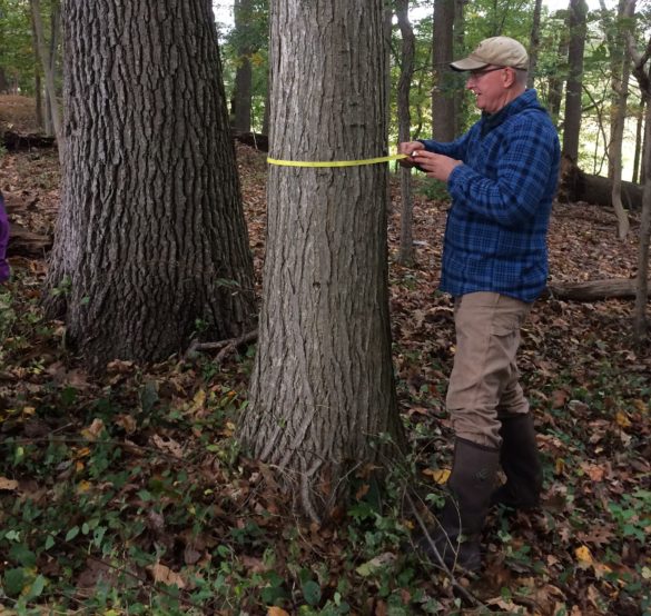 Bill measuring American chestnut tree - photography by Amy White