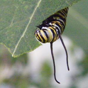 A fully grown monarch caterpillar