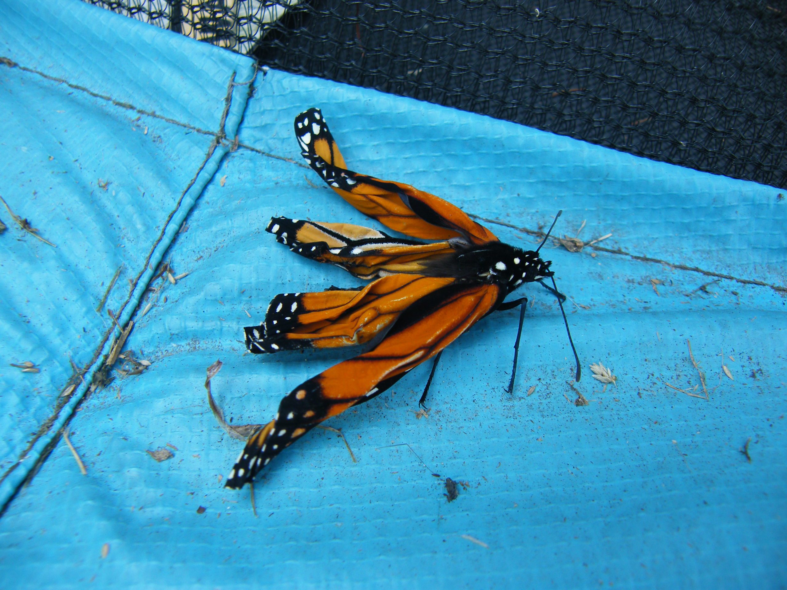 A recently emerged Monarch Butterfly adult with wings hardening