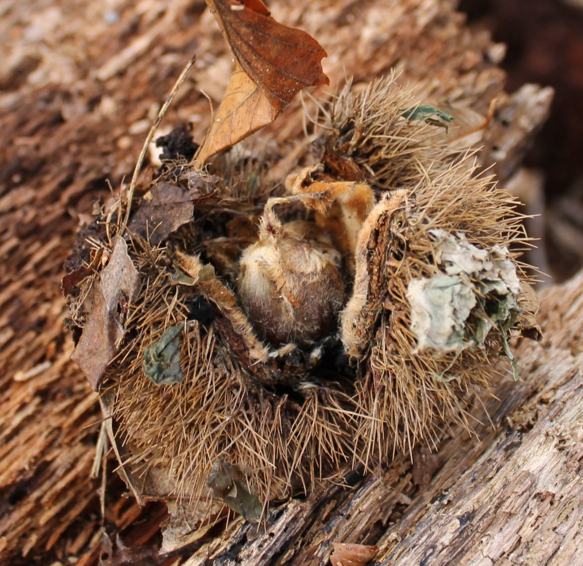 Chestnut within a seed burr