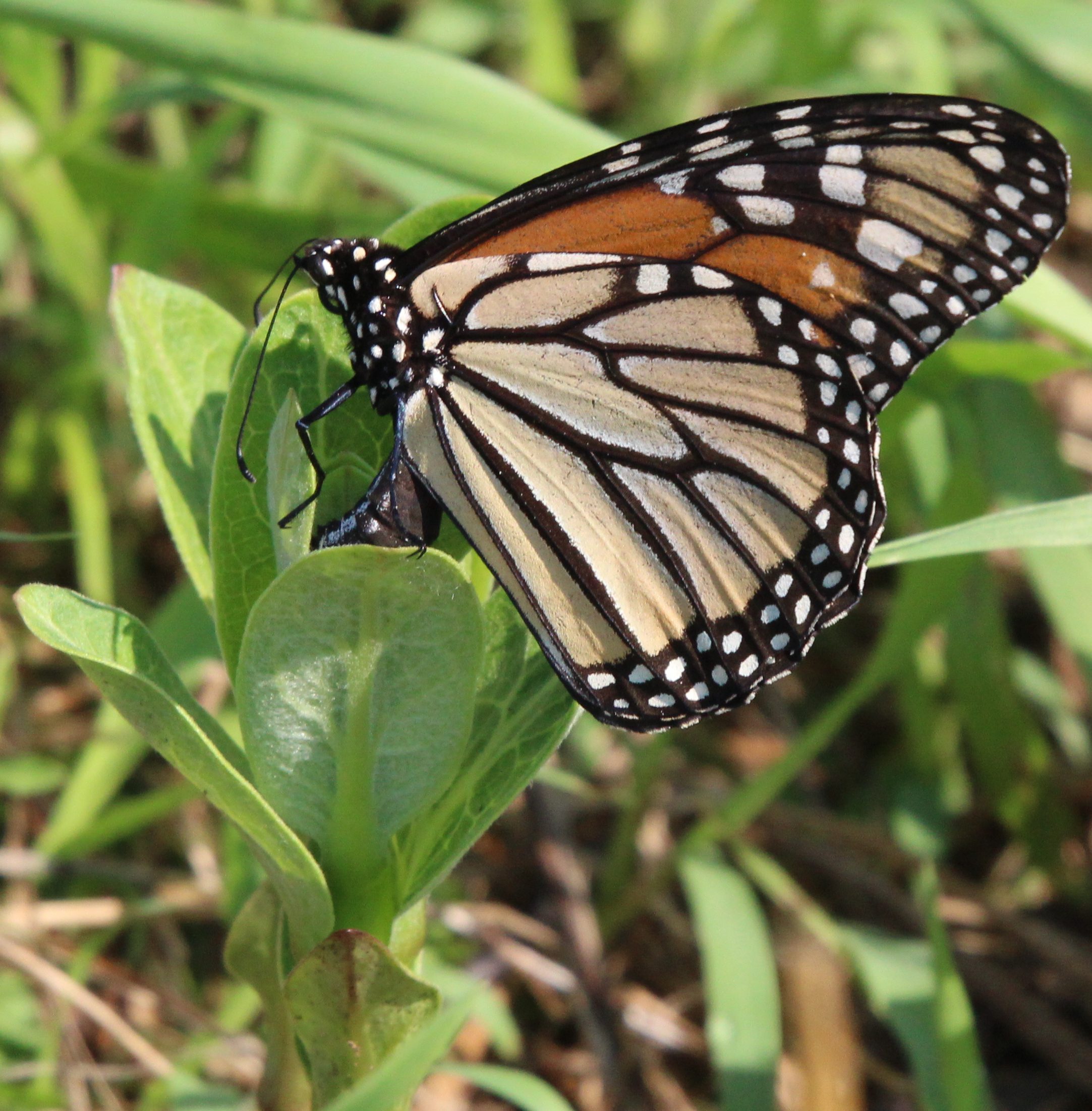 Female Monarch laying an egg on Milkweed