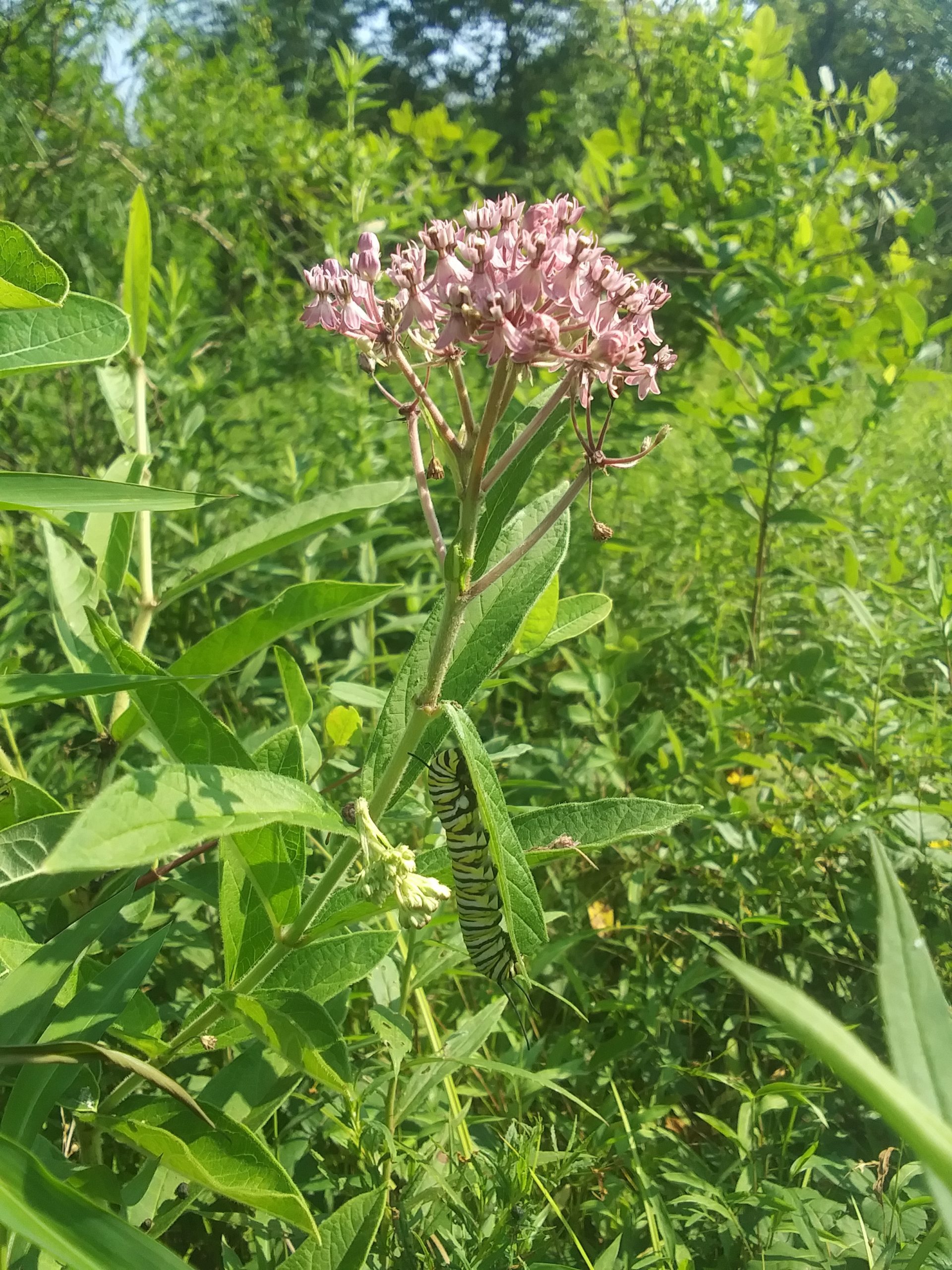 Swamp milkweed with caterpillar