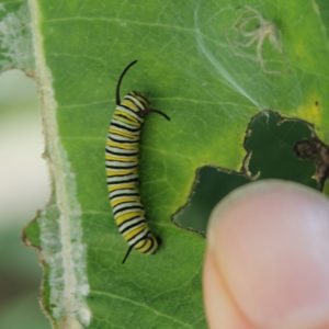 A young Monarch Butterfly caterpillar
