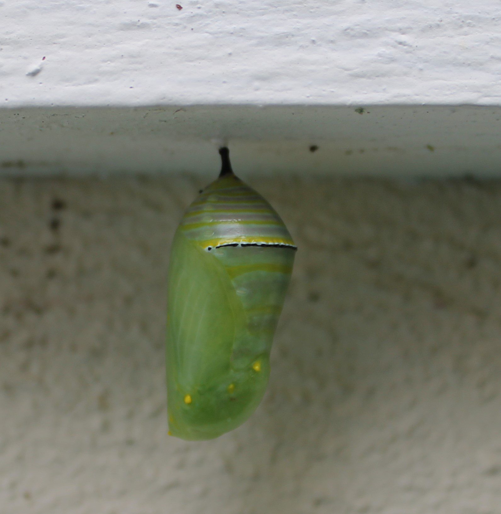 One day later, a Monarch Butterfly chrysalis!