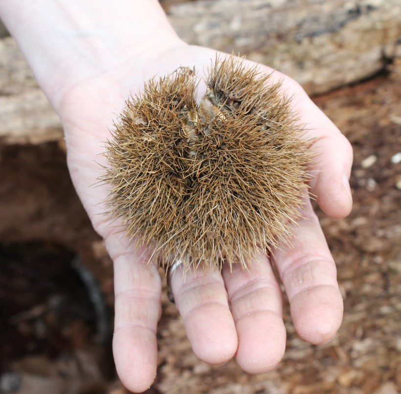 Chestnut seed pod