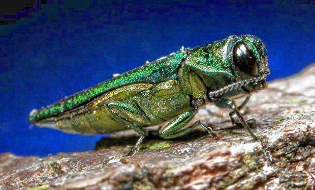 Emerald Ash Borer Adult