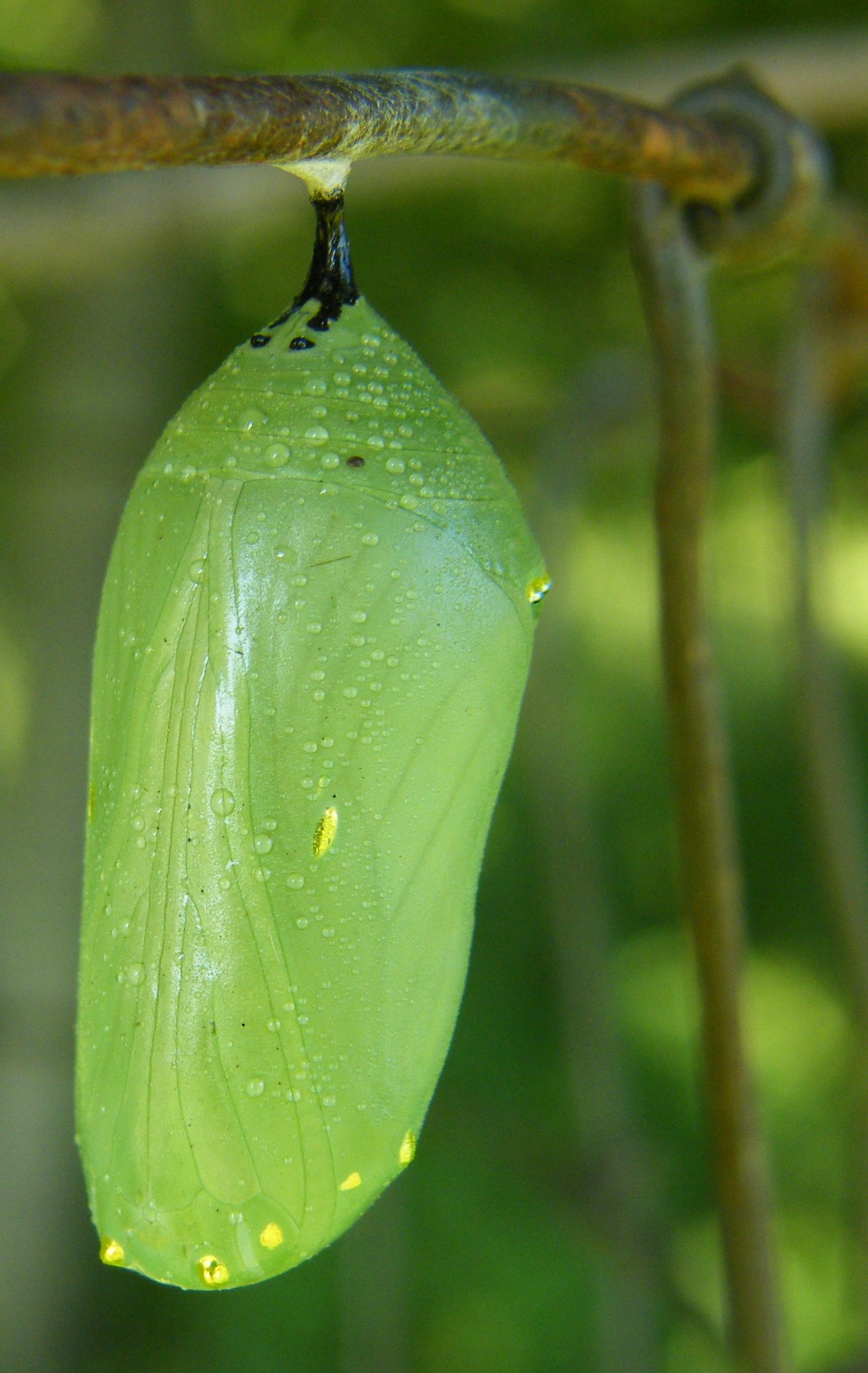 An older chrysalis showing butterfly wings forming within