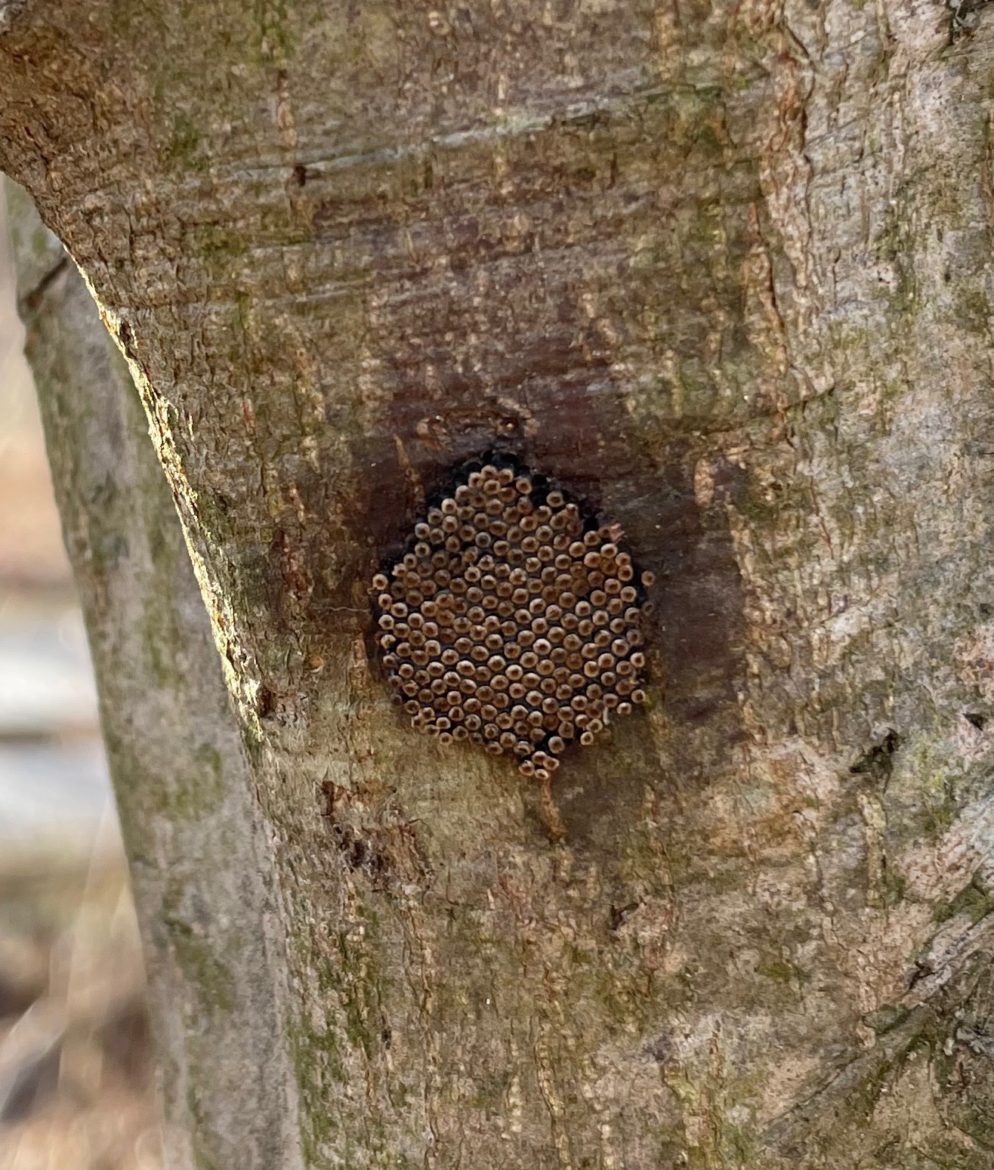 Assassin bug egg mass