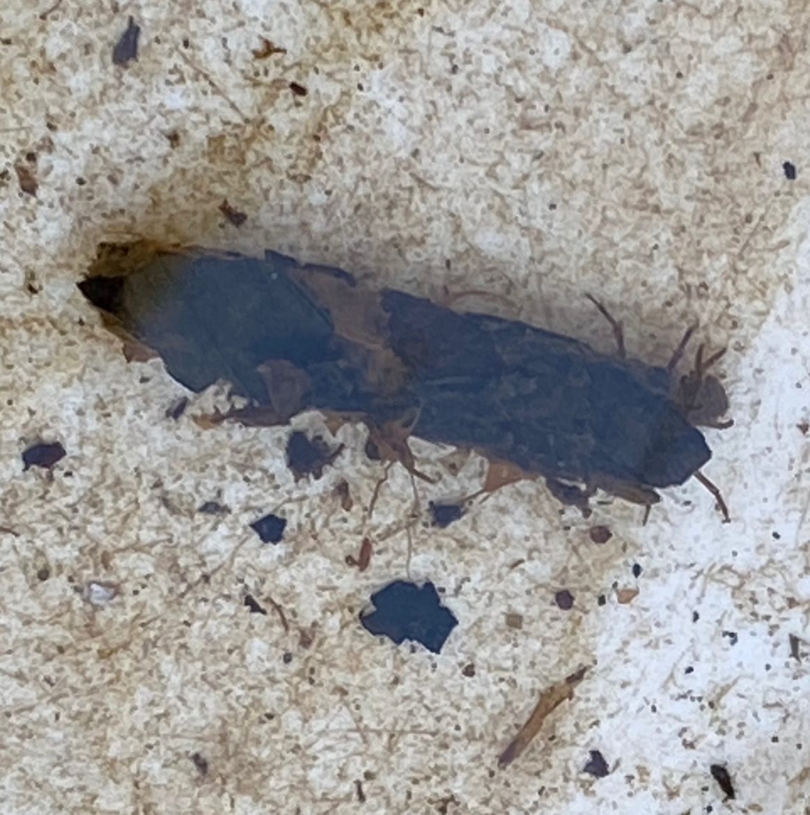 A Caddis larva emerging from its self-made case