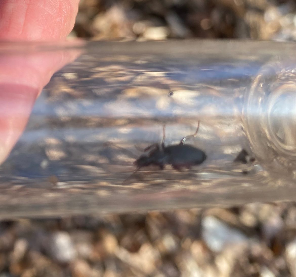 A ground beetle collected from under a log