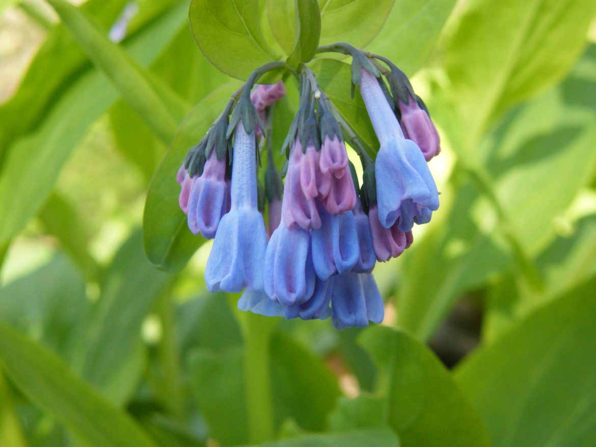 Native Plant Gardening in Delaware with Virginia Bluebells