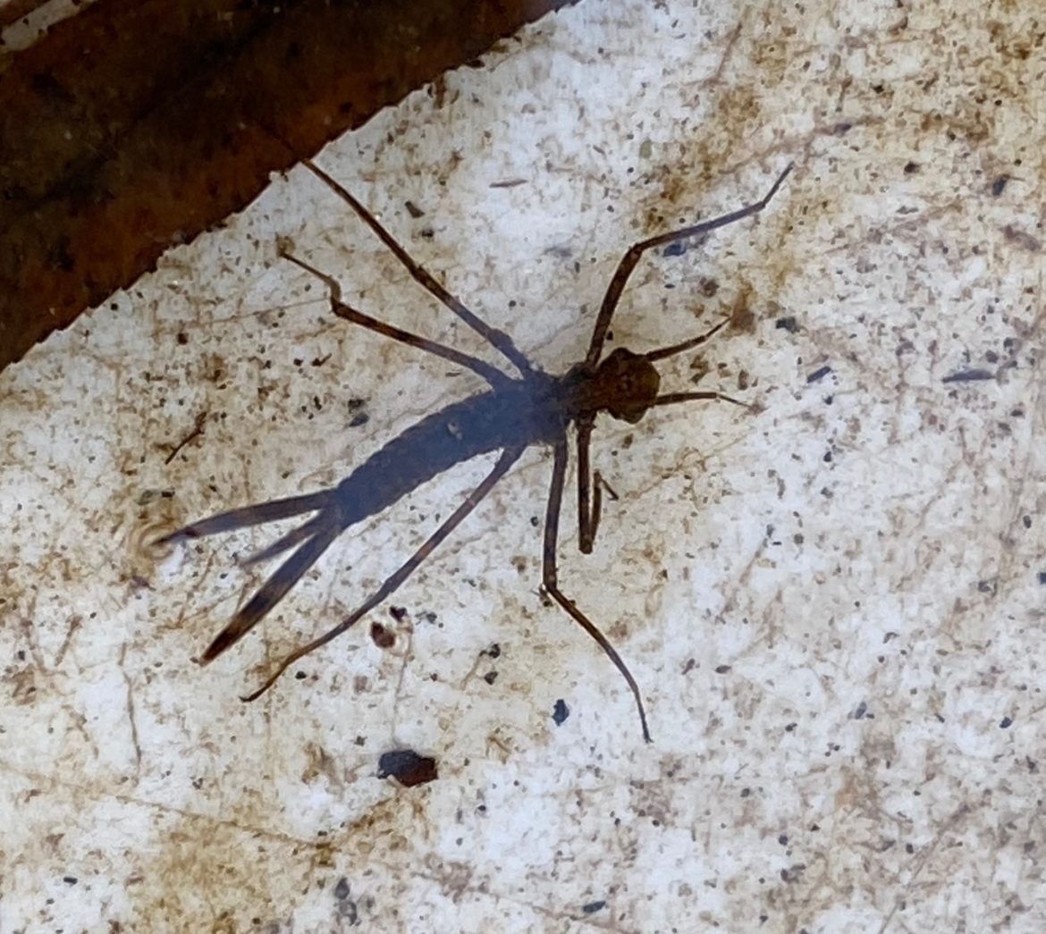 An Ebony Jewelwing damselfly larva