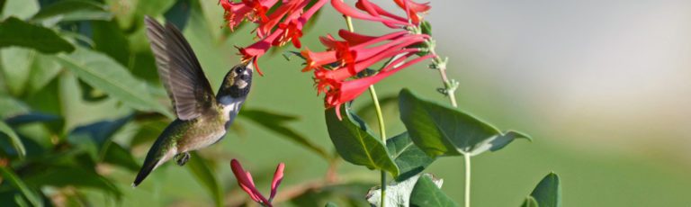 Lonicera and Hummingbird by Karen Dever