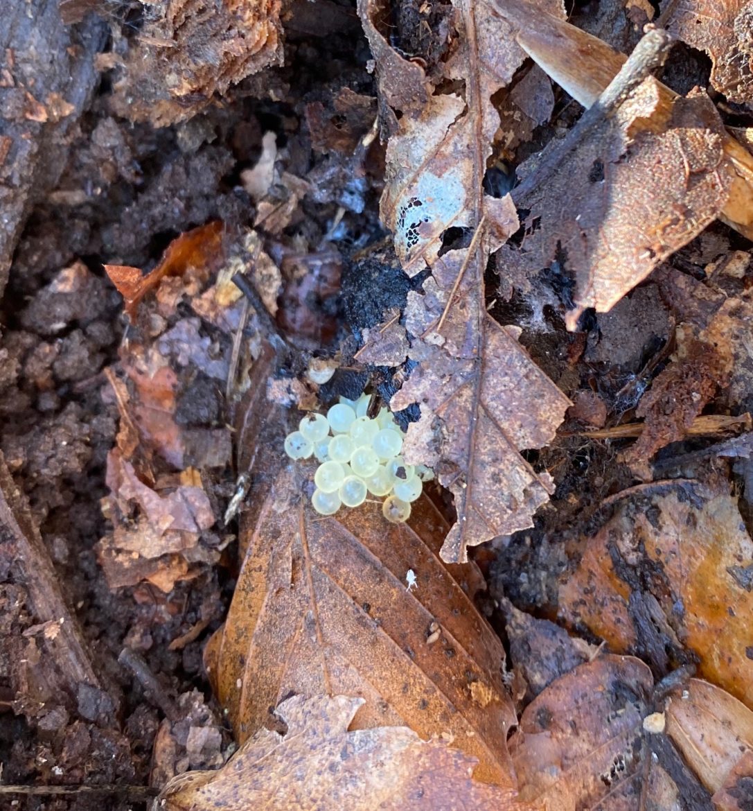 Overwintering slug eggs