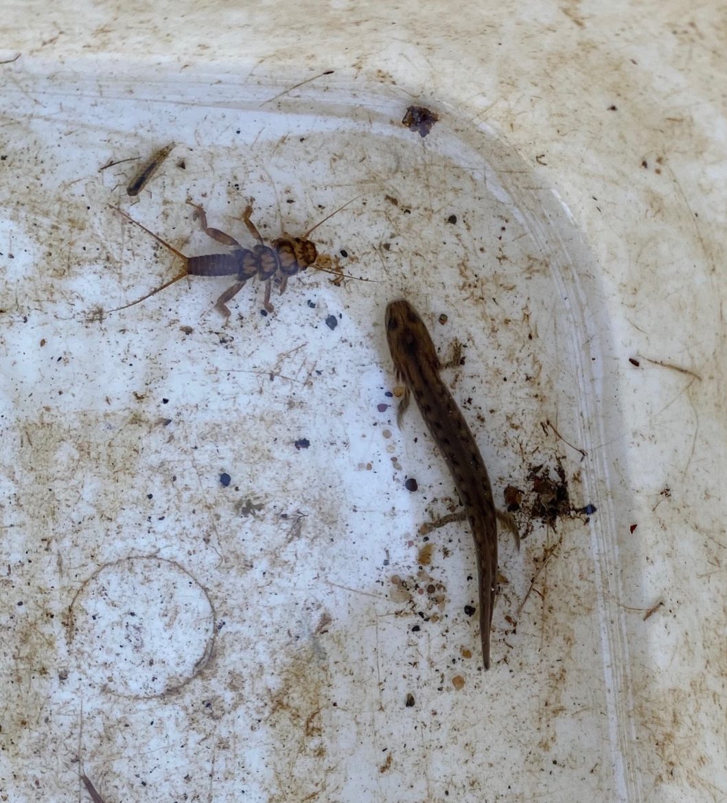 A stonefly larva and a salamander
