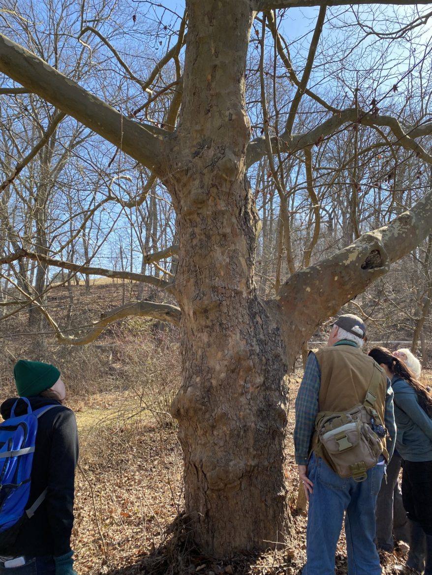 Looking for insects on tree trunks