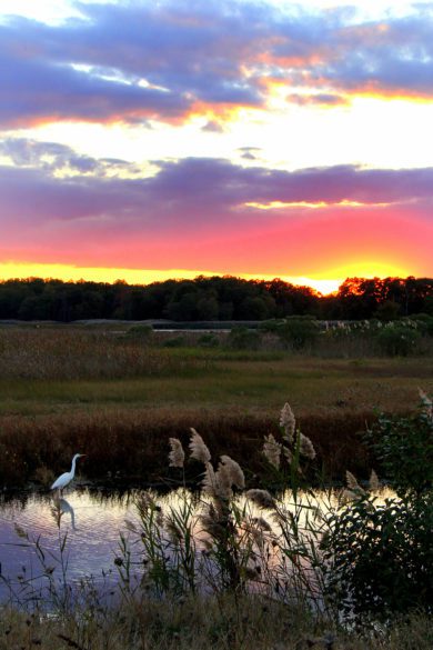 Great egret in marsh at sunrise. Photography by Watras Photography