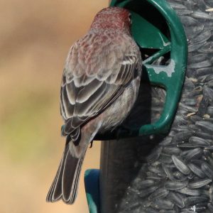 House Finch tail