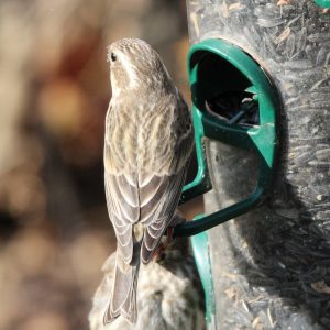 Purple Finch tail