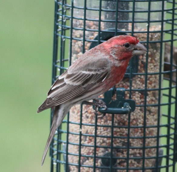 A bright male House Finch with lots of red feathers