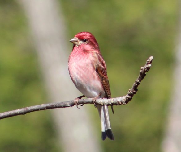 A male Purple Finch perched on a twig
