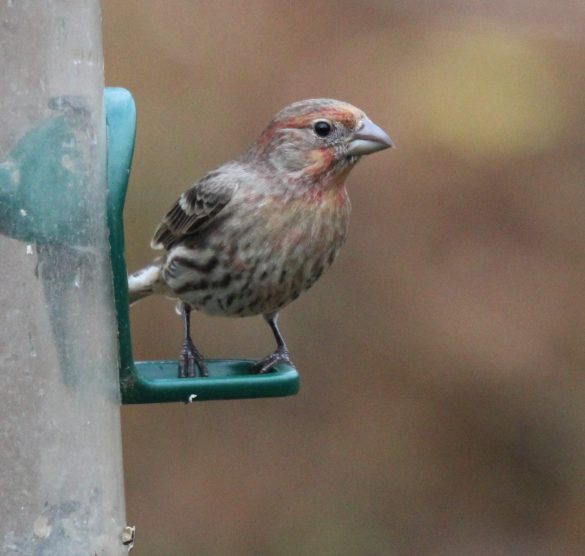 A male House Finch with only a few patches of dull feathers