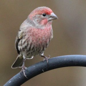 House Finch front view