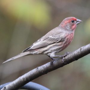 Side view of House Finch