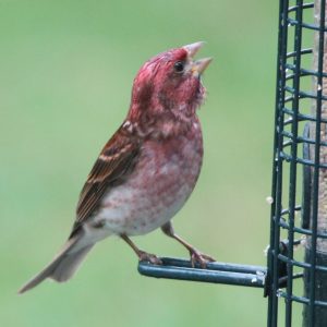 Male Purple Finch