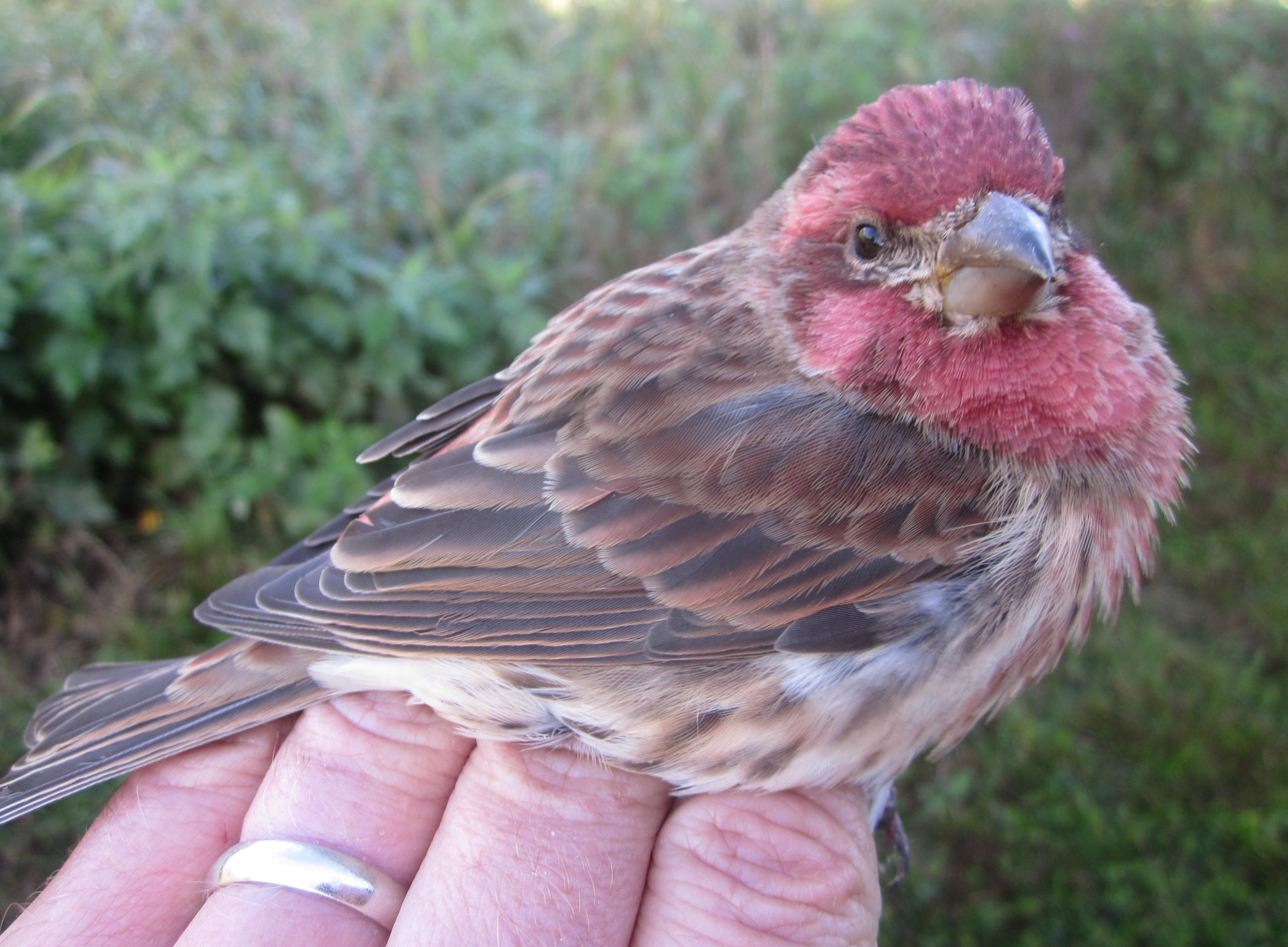 House Finches vs Purple Finches - Delaware Nature Society