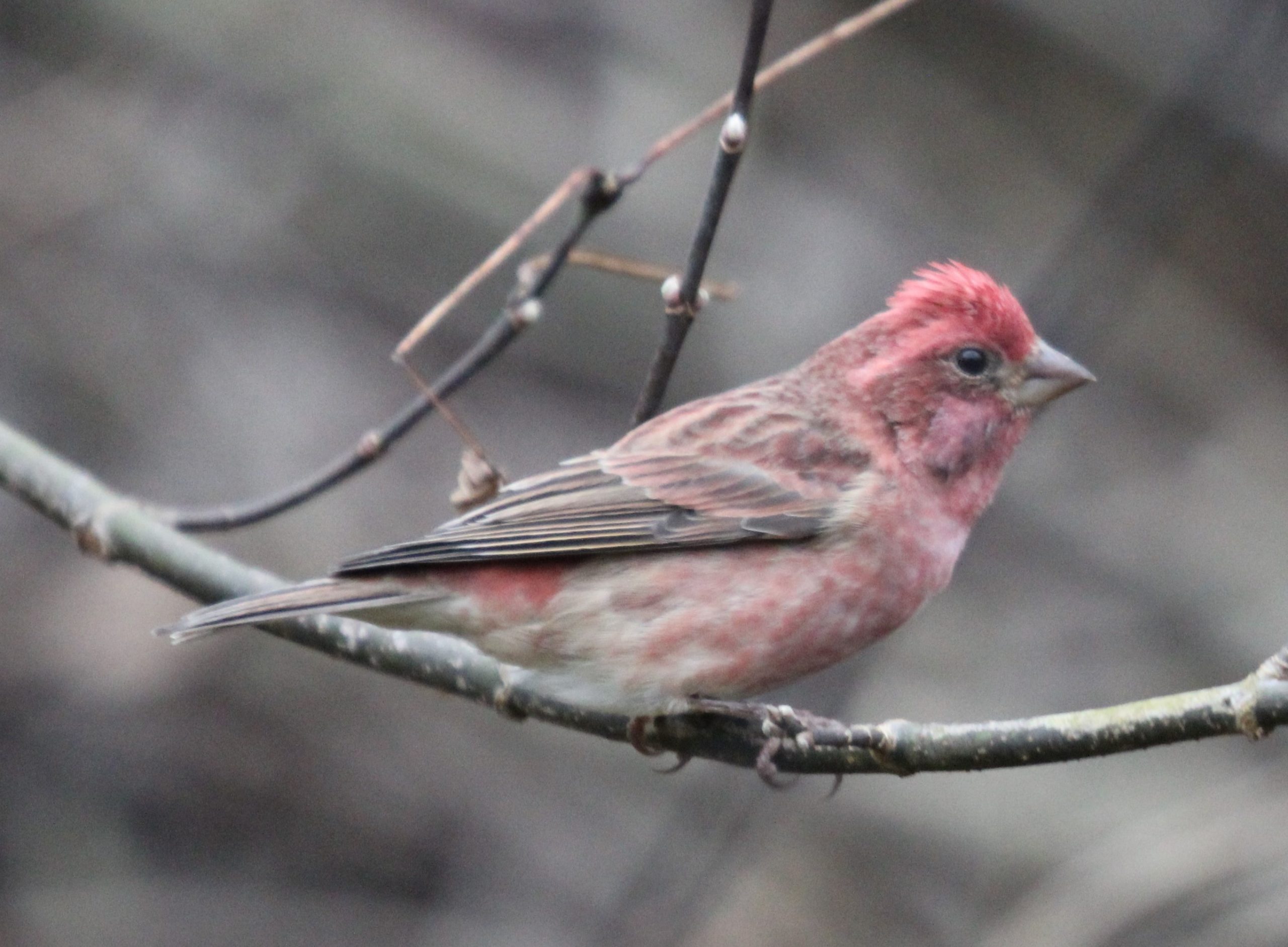 Female House Finch