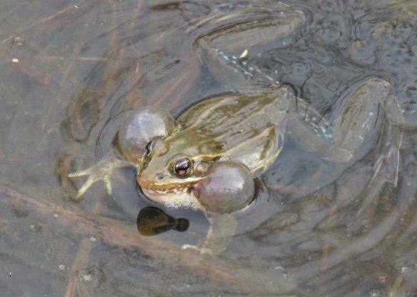 Atlantic Coast Leopard Frog calling at DEEC by Jim White